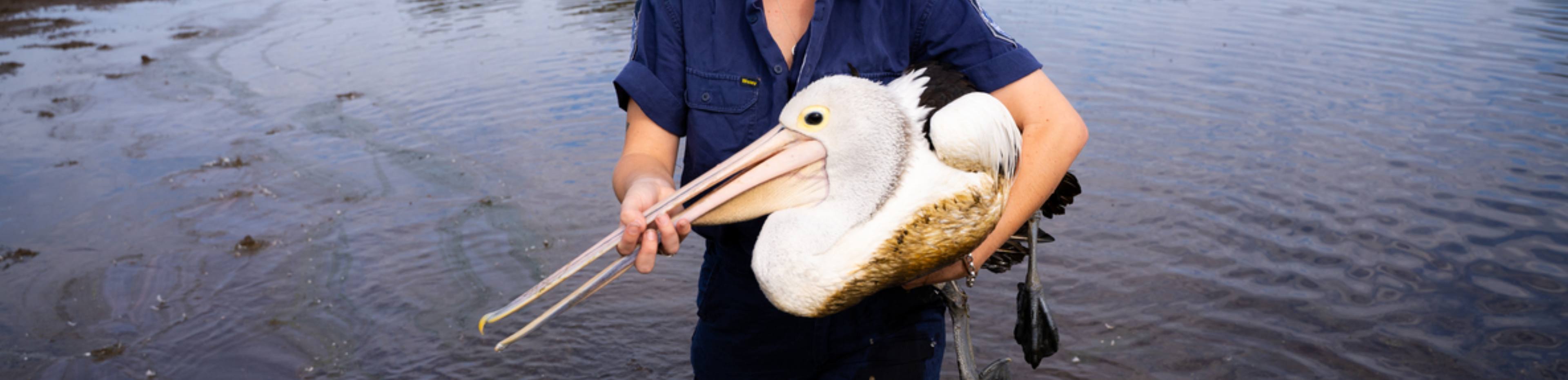 pelican getting rescued by RSPCA rescue officer